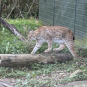 Carpathian lynx 071121