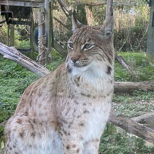 Carpathian lynx 071121