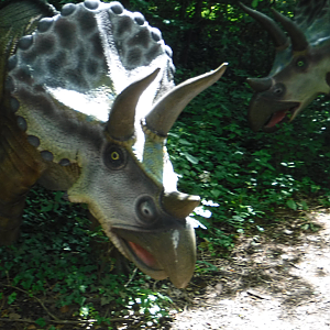 Eyes without too much character - Birdland 2020