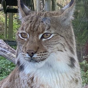 Carpathian lynx 071121