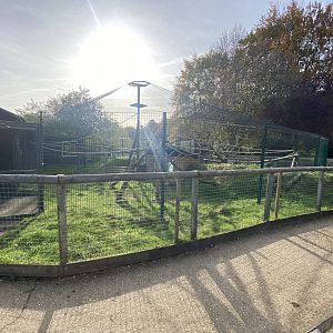 Ring-tailed lemur enclosure 071121