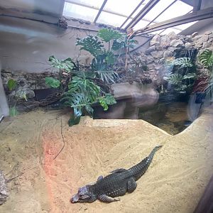 Dwarf crocodile exhibit 071121