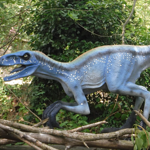 Some Raptor - Birdland 2020