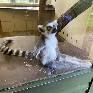 Ring-tailed lemur 071121