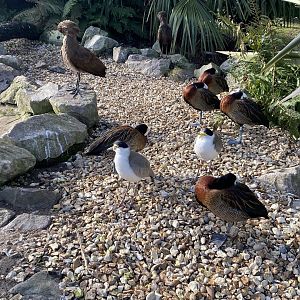 Hamerkop, Masked lapwings and White-faced whistling ducks 071121