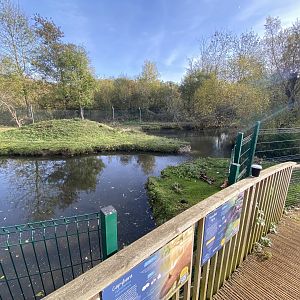South American tapir and Capybara enclosure 071121