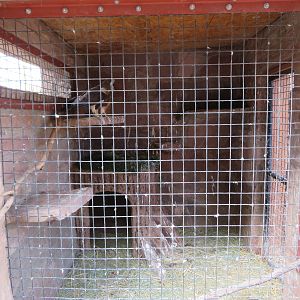 Swainson's Hawk Enclosure