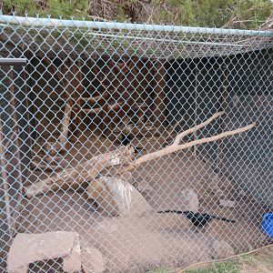 Common Raven Enclosure