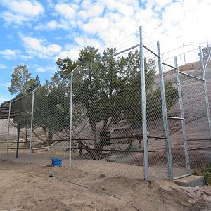 Bighorn Sheep Enclosure