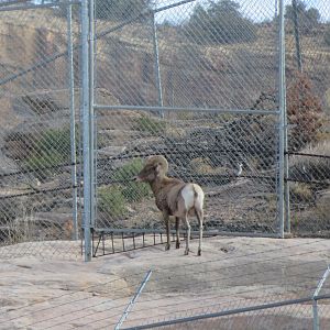 Bighorn Sheep