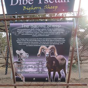 Bighorn Sheep Signage