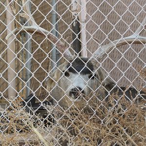 Mule Deer