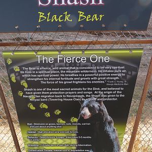 Black Bear Signage