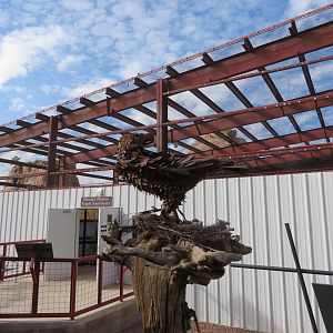 Golden Eagle Aviary