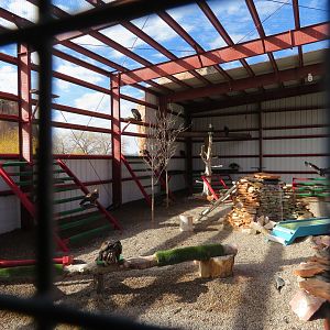 Golden Eagle Aviary