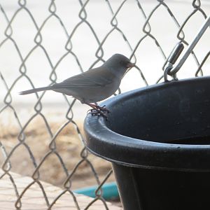 Wild Dark-eyed Junco (Red-backed ssp)
