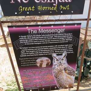 Great Horned Owl Signage