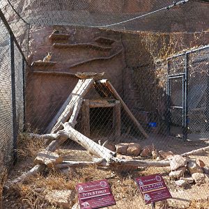 Gray Fox Enclosure