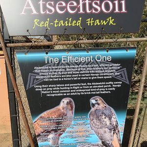 Red-tailed Hawk Signage