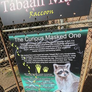 Raccoon Signage