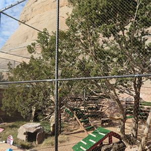 Red-tailed Hawk Enclosure