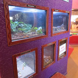 Invertebrate Terrariums