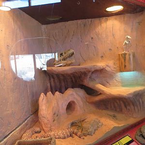 Gila Monster Enclosure