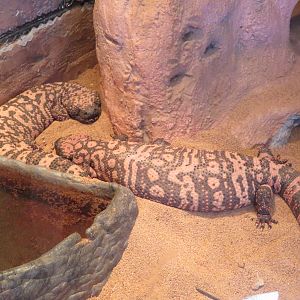 Gila Monsters