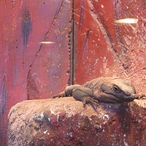 Chuckwalla