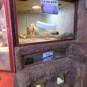 Black-footed Ferret Enclosure