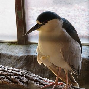 Black-crowned Night Heron