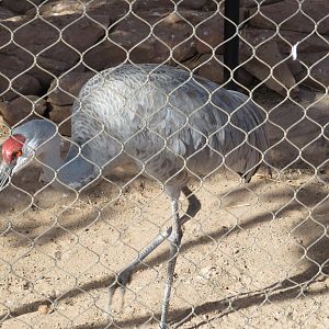 Sandhill Crane