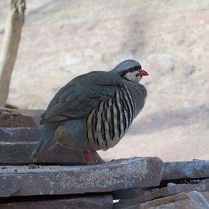 Chukar