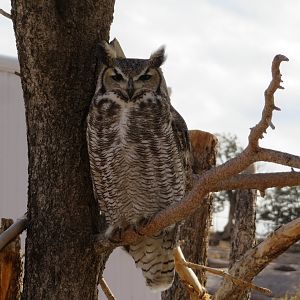 Great Horned Owl