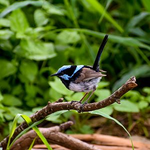 Superb Fairywren (Malurus cyaneus)