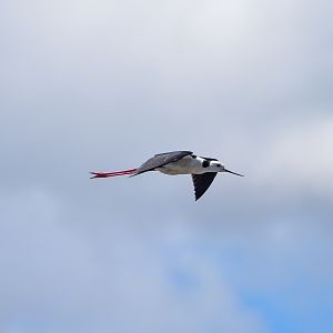 Pied Stilt (Himantopus leucocephalus)