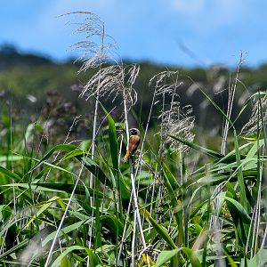 Chestnut-breasted Mannikin (Lonchura castaneothorax)