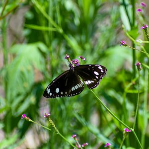 Common Crow (Euploea core)