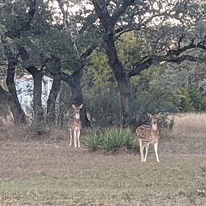 Axis deer (Axis axis) does.