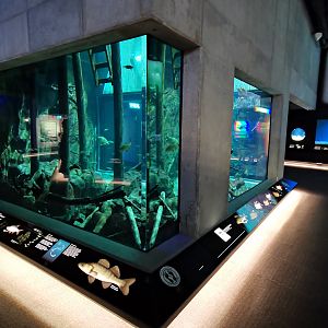 Baltic Sea Science Center - "The jetty aquarium"