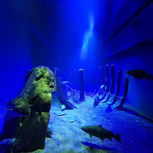 Baltic Sea Science Center - "The predatory fish aquarium"