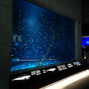 Baltic Sea Science Center - "The schooling fish aquarium"