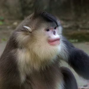 Yunnan snub-nosed monkey male