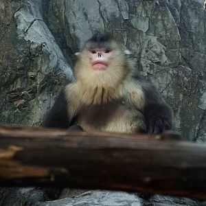 Yunnan snub-nosed monkey male