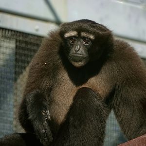 Skywalker hoolock gibbon