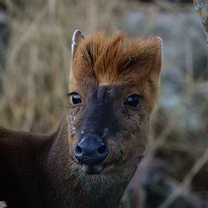 Black muntjac portrait