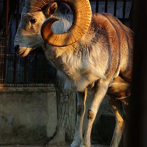 Marco Polo sheep