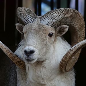 Marco Polo sheep portrait