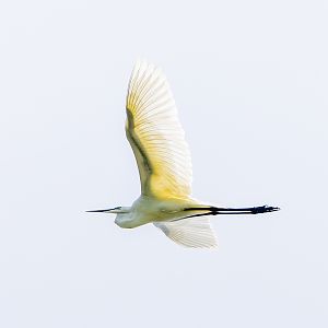 Eastern Great Egret (Ardea modesta)