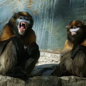 The male Guizhou snub-nosed monkey threatening the visitors